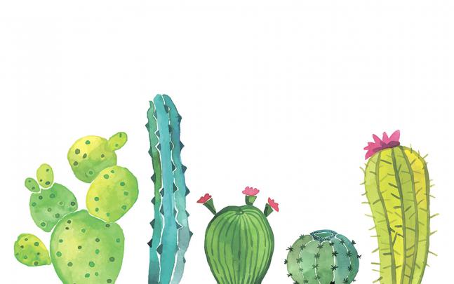 Aesthetic Wallpaper Cactus