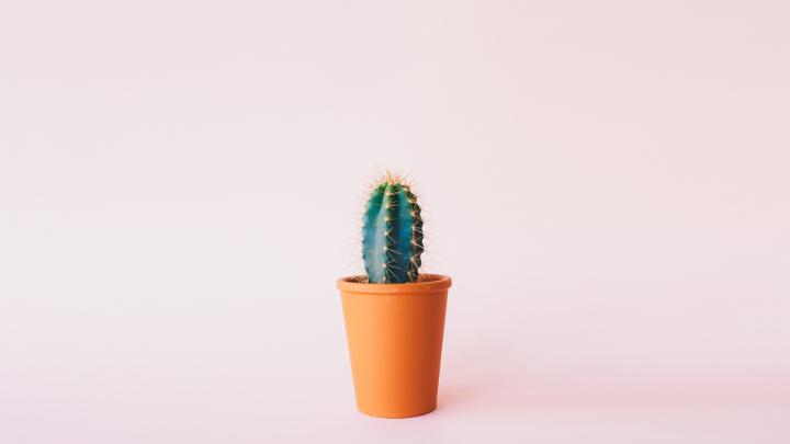 Cactus Wallpaper (52+ images)