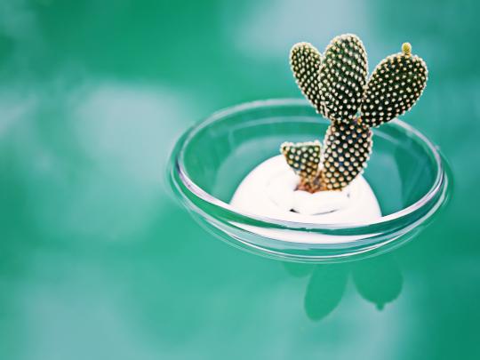 Cactus HD Wallpaper
