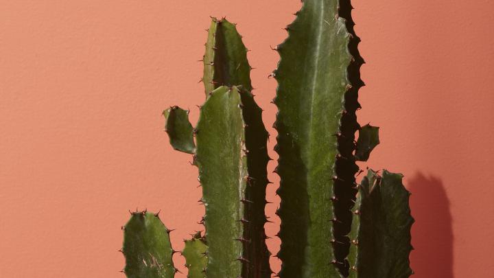 Cute Cactus Desktop Wallpapers - Top Free Cute Cactus Desktop 