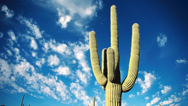 Jack Cactus Desktop Wallpapers