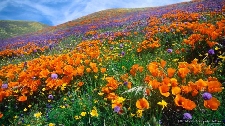 Free download Summer Wallpaper California Poppies Antelope Valley 