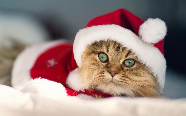 merry christmas wallpapers cat A4 - HD Desktop Wallpapers