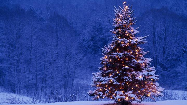 merry, Christmas, Holiday, Winter, Snow, Beautiful, Tree, Gift, Santa 