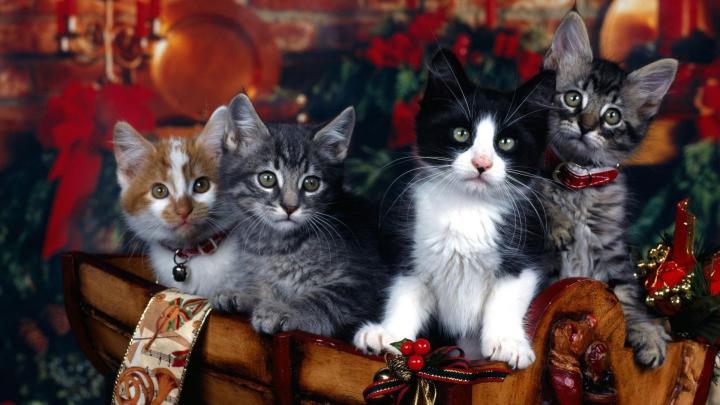 Download Hd Pics Photos Cute Attractive Christmas Cats Decorations 