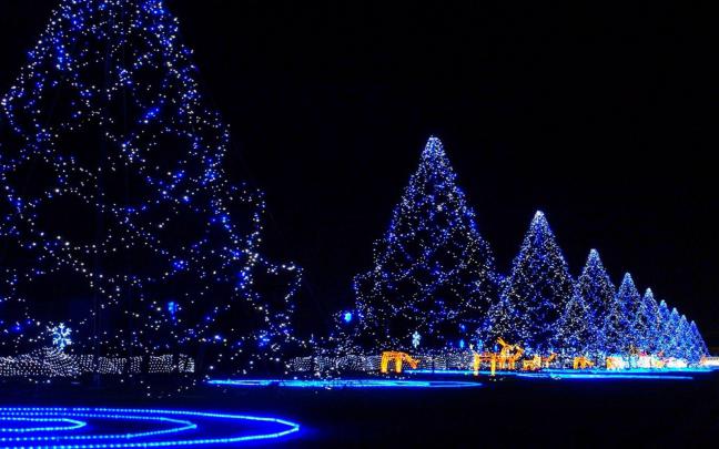 Christmas trees covered in lights wallpaper | holidays | Wallpaper Better