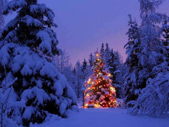 Christmas, Christmas Tree, Winter, Snow, Christmas Lights, Forest 