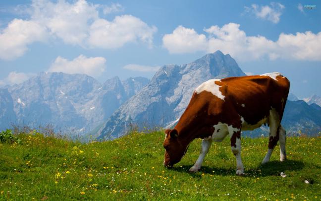 Cow Desktop Wallpaper