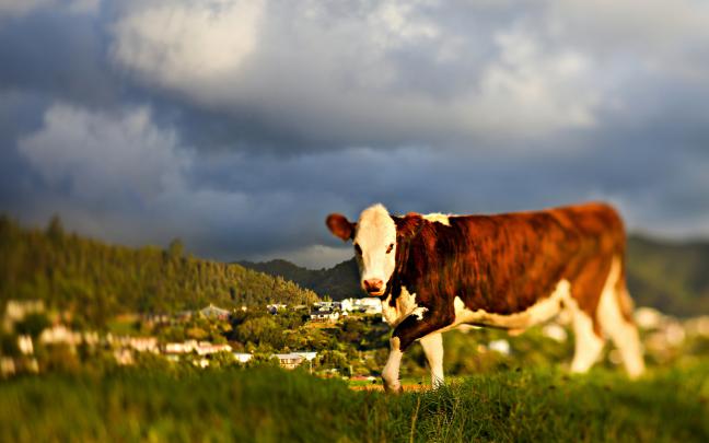 15 HD Cow Wallpapers