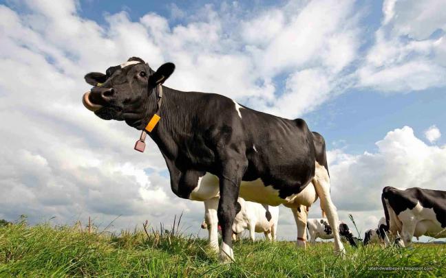 Beautiful Wallpapers for Desktop: Cow Wallpapers hd