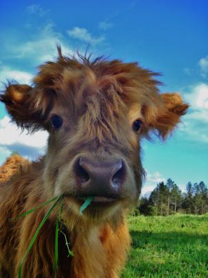 Fluffy Cows Wallpapers