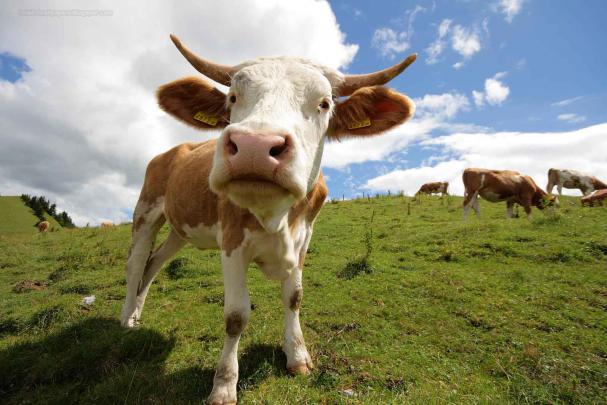 Spring Cows Wallpapers