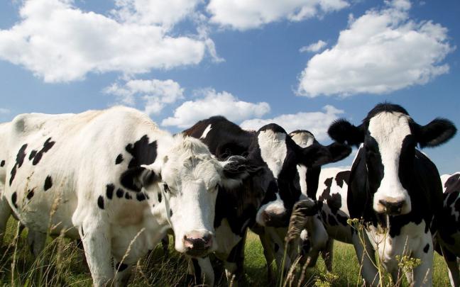 Cow Backgrounds (56+ images)