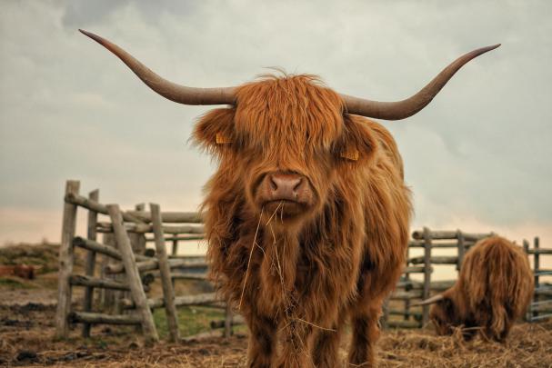 Highland Cow Wallpapers FREE Pictures on GreePX