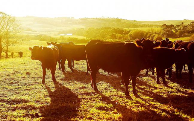 Cows Wallpapers
