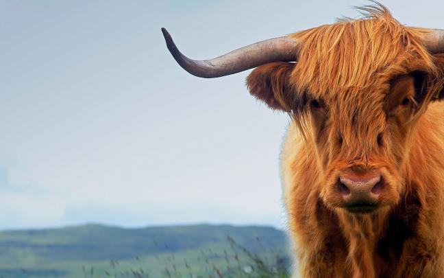 Cow Wallpapers for Desktop -