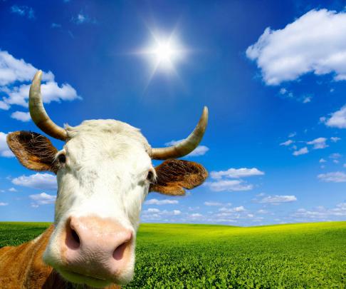Cow Wallpapers
