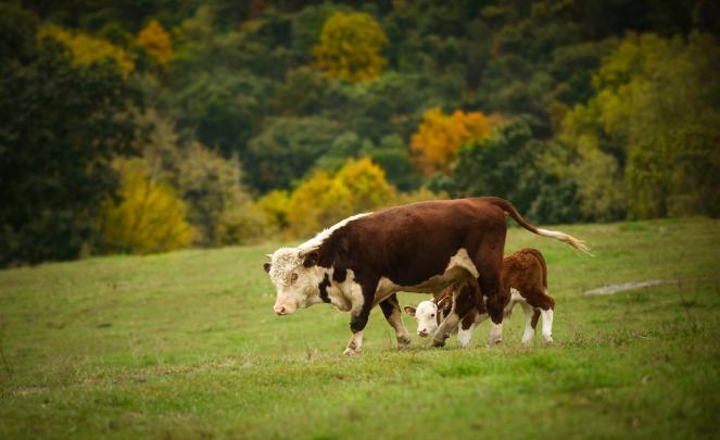 Cool photo of cow, wallpaper of calf, pasture | ImageBank.biz