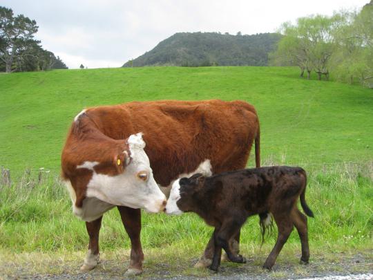 Baby Cow Wallpapers