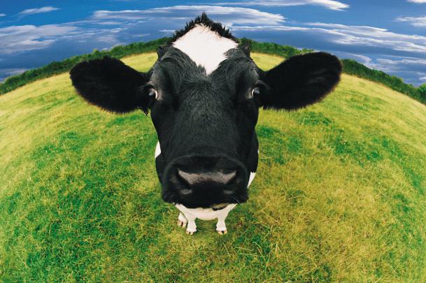 Spring Cows Wallpapers
