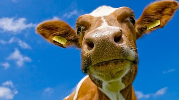 cows, Animals Wallpapers HD \/ Desktop and Mobile Backgrounds