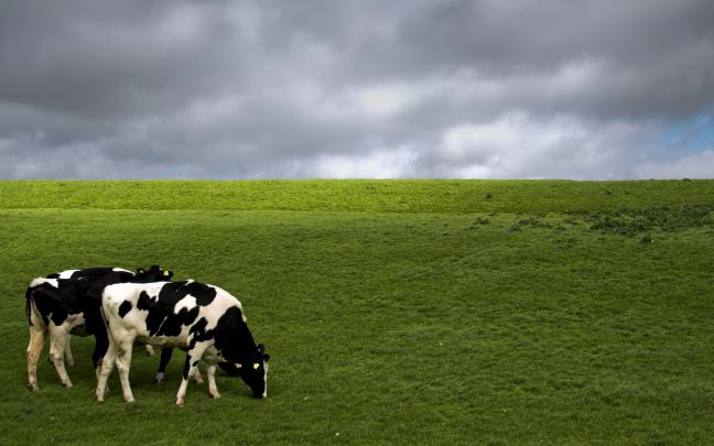 Cow Wallpaper HD