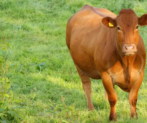Dope Brown Cow Print Desktop Wallpaper Free