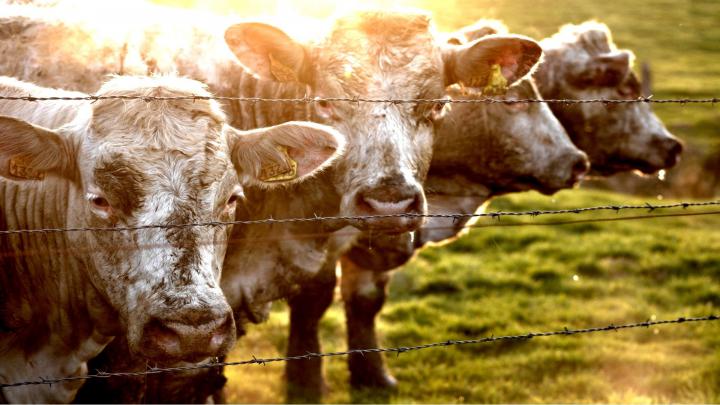Cow Wallpaper HD