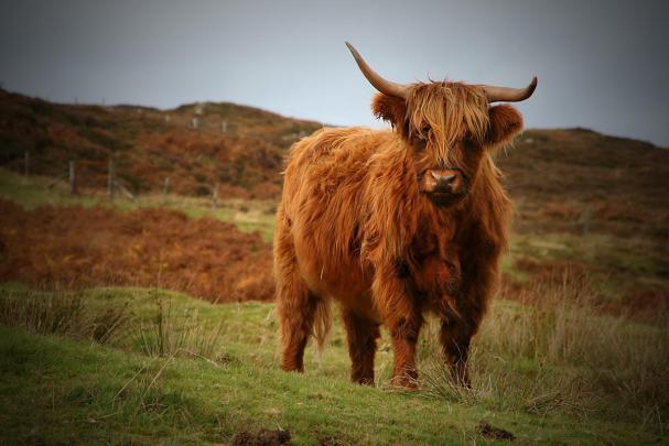 Highland Cow Wallpapers