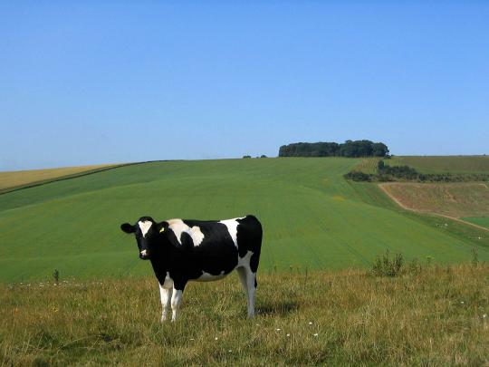 Cow Wallpaper HD