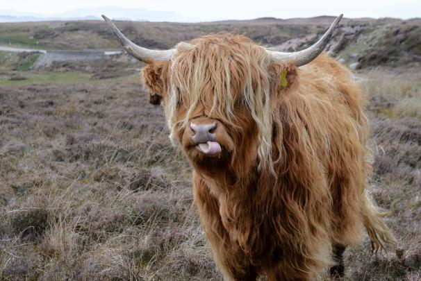Highland Cow Wallpapers
