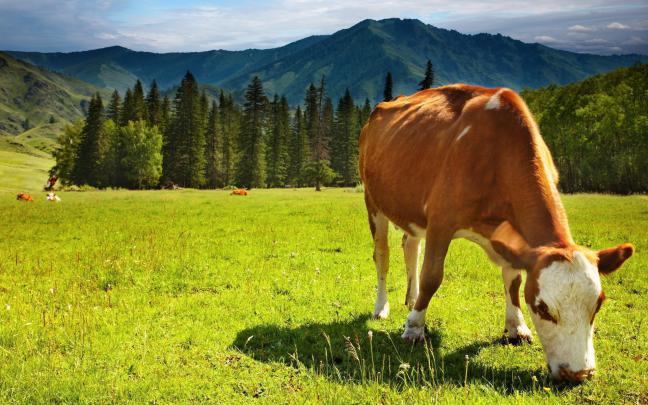 Cow Wallpapers Backgrounds