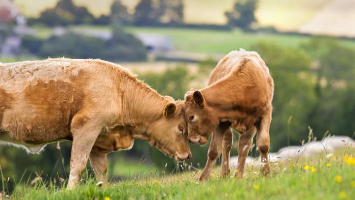 Cow Calf \u2013 Bing Wallpaper Download