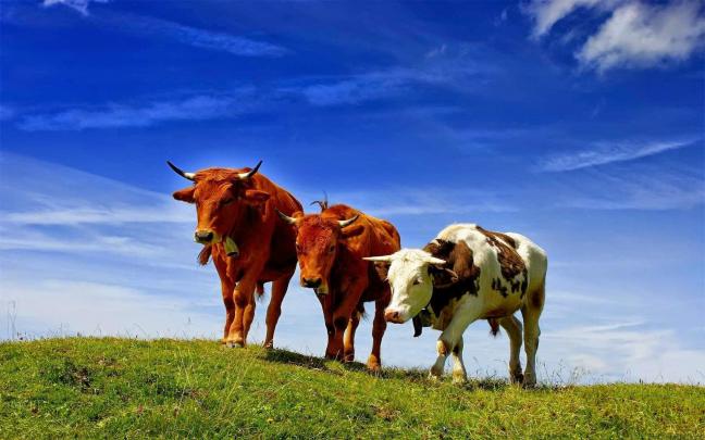 animals, Nature, Cows Wallpapers HD \/ Desktop and Mobile Backgrounds