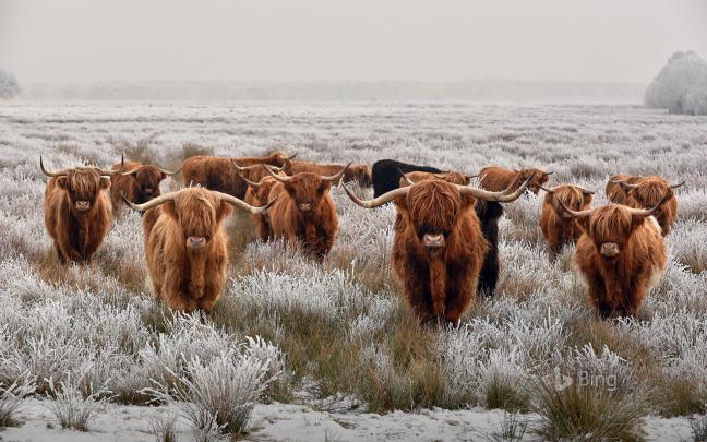 Highland Cow Wallpapers FREE Pictures on GreePX