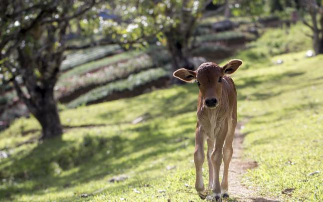 Cow phone, desktop wallpapers, pictures, photos, bckground images