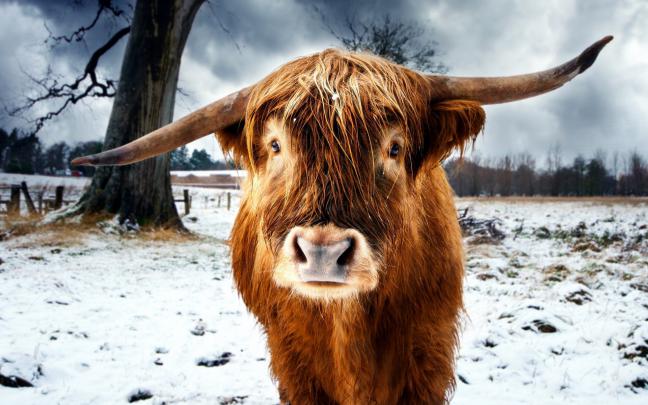 nature, Animals, Cows, Horns, Snow, Winter, Trees Wallpapers HD 