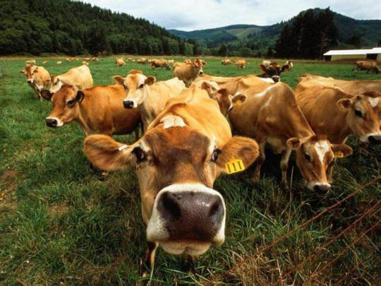 [44+] Cow Wallpapers for Desktop 