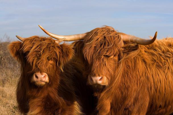 Highland Cow Wallpapers FREE Pictures on GreePX