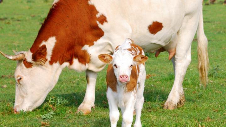 Cute Cow Wallpapers (39+ background pictures)