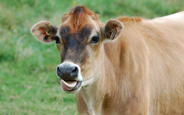 Funny Cow Wallpapers