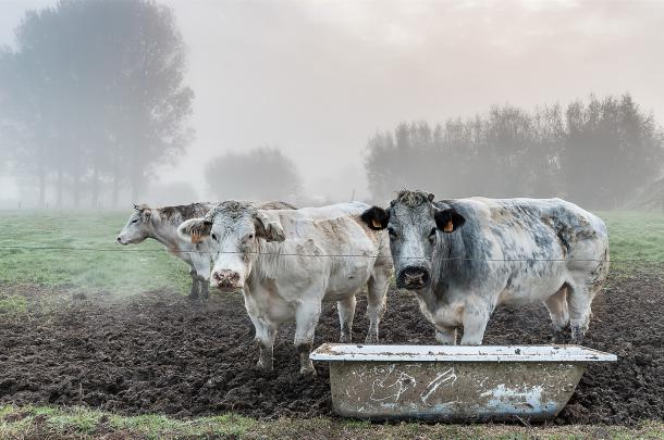 field, Cow, Animals Wallpapers HD \/ Desktop and Mobile Backgrounds