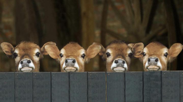 Baby Cow Wallpapers