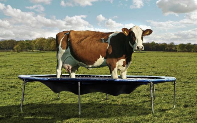 Cow Backgrounds (56+ images)