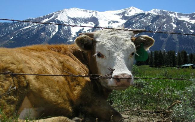 Cow Wallpapers for Desktop -