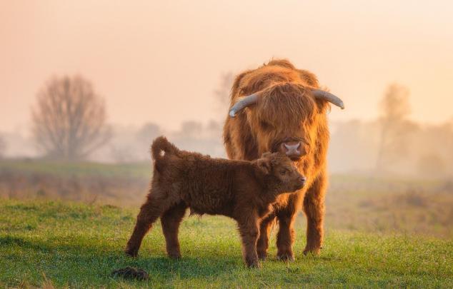 Baby Cow Wallpapers