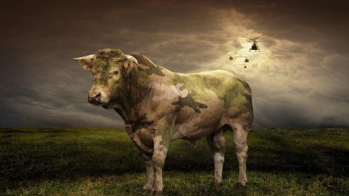 Cow Backgrounds (56+ images)