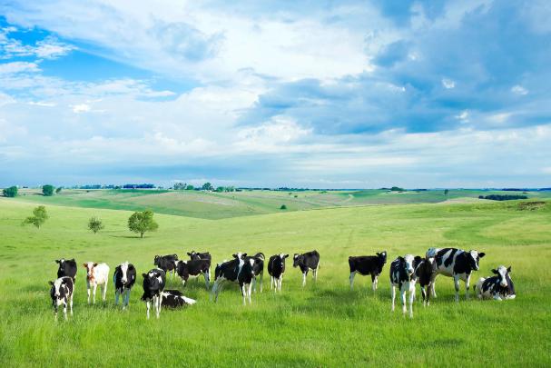Cow Backgrounds (56+ images)