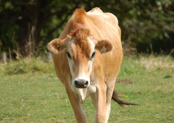 Cow Wallpapers Backgrounds