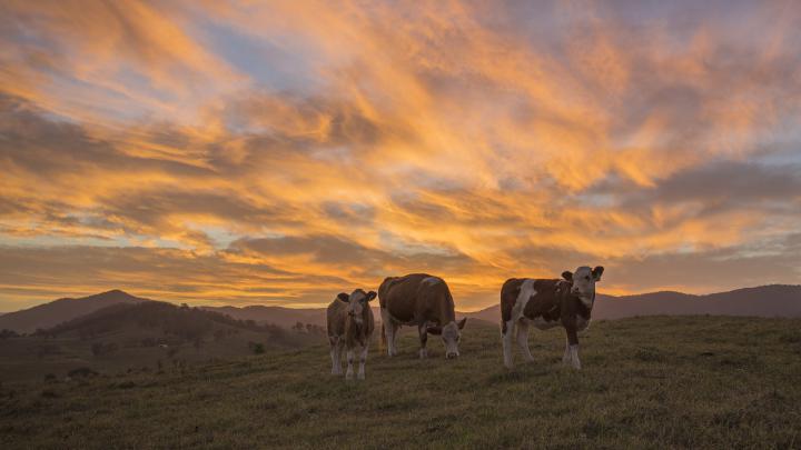 cow, Sunset Wallpapers HD \/ Desktop and Mobile Backgrounds